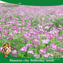 Suntoday japanese herb use as fertilizer for rice vegetable fruit organic Chinese milk vetch seeds(81006)